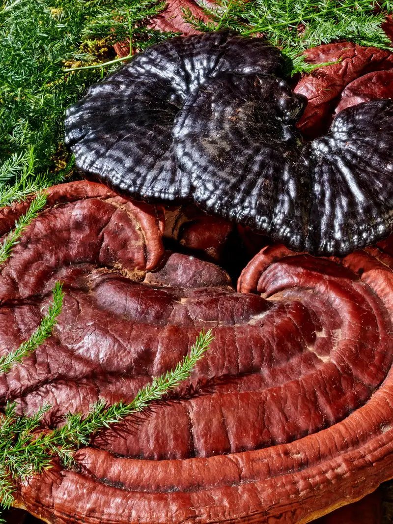 Mushroom Magic Tincture by Wooden Spoon Herbs